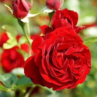 Ruža záhonová Out of Rosenheim, v črepníku 4l Rosa Out of Rosenheim