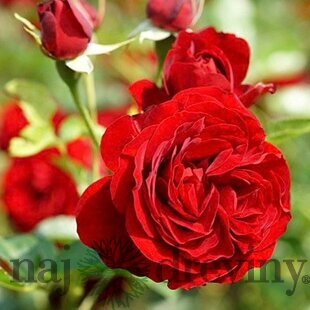 Ruža záhonová Out of Rosenheim, v črepníku 4l Rosa Out of Rosenheim