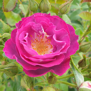 Ruža záhonová Perfume Lagoon, v črepníku 4l Rosa Perfume Lagoon