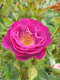 Ruža záhonová Perfume Lagoon, v črepníku 4l Rosa Perfume Lagoon