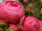 Ruža záhonová Pomponella, v črepníku 4l Rosa Pomponella