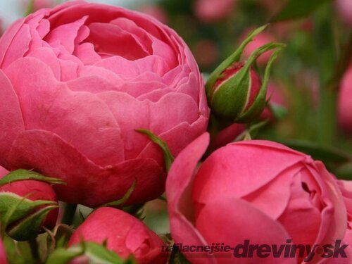 Ruža záhonová Pomponella, v črepníku 4l Rosa Pomponella