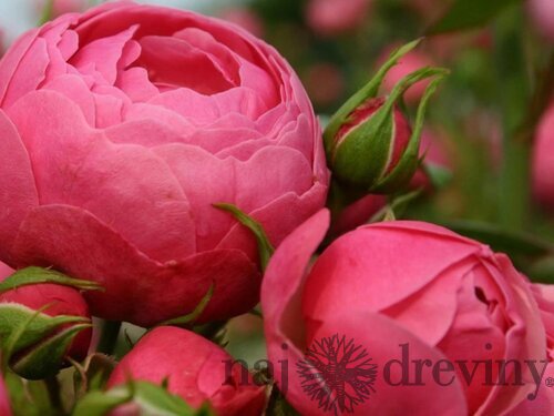 Ruža záhonová Pomponella, v črepníku 4l Rosa Pomponella