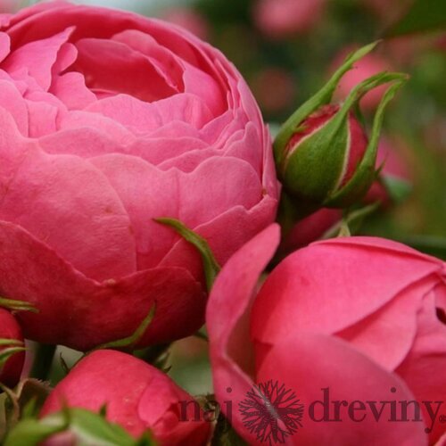 Ruža záhonová Pomponella, v črepníku 4l Rosa Pomponella