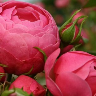 Ruža záhonová Pomponella, v črepníku 4l Rosa Pomponella