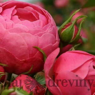 Ruža záhonová Pomponella, v črepníku 4l Rosa Pomponella