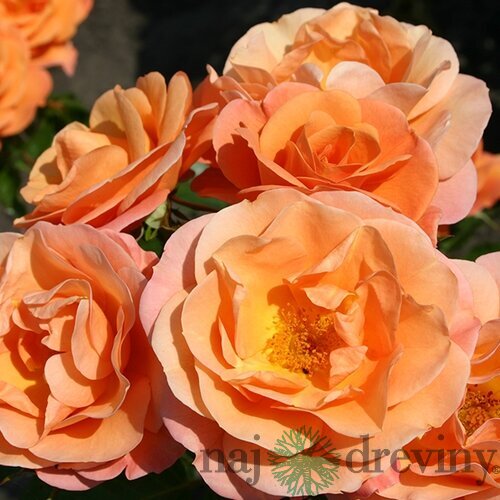 Ruža záhonová Portoroz, v črepníku 4l Rosa Portoroz