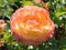 Ruža záhonová Rose der Hoffnung, v črepníku 6l Rosa Rose der Hoffnung