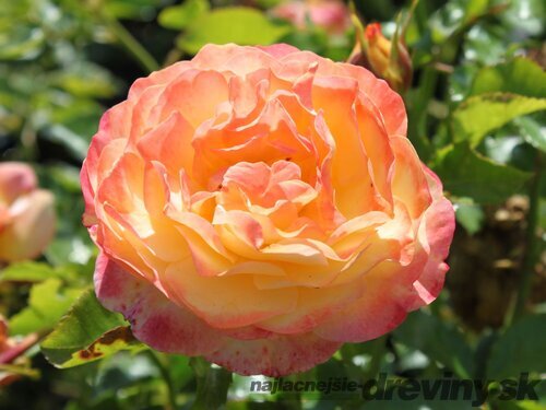Ruža záhonová Rose der Hoffnung, v črepníku 6l Rosa Rose der Hoffnung