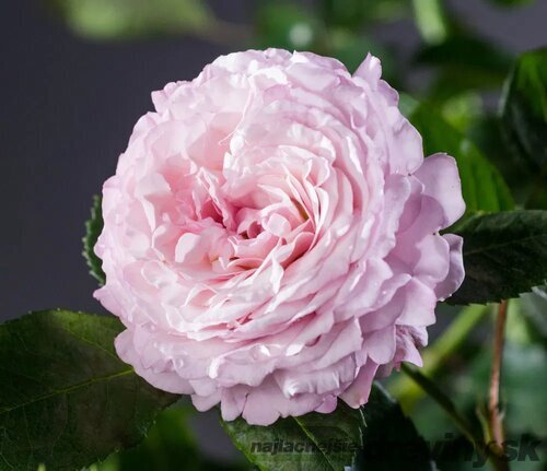 Ruža záhonová Rosenfaszination, v črepníku 4l Rosa Rosenfaszination