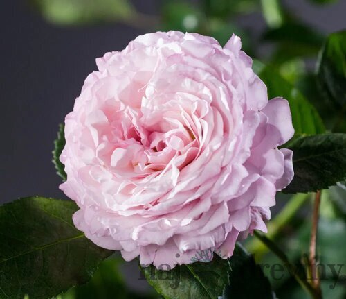 Ruža záhonová Rosenfaszination, v črepníku 4l Rosa Rosenfaszination