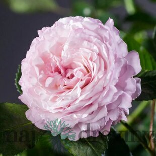 Ruža záhonová Rosenfaszination, v črepníku 4l Rosa Rosenfaszination