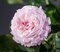 Ruža záhonová Rosenfaszination, v črepníku 4l Rosa Rosenfaszination