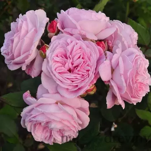 Ruža záhonová Rosengrafin Marie Henriette, v črepníku 6l Rosa Rosengrafin Marie Henriette