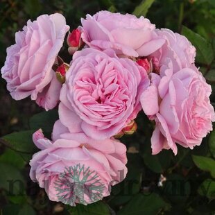 Ruža záhonová Rosengrafin Marie Henriette, v črepníku 6l Rosa Rosengrafin Marie Henriette