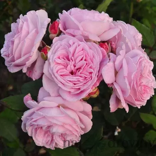 Ruža záhonová Rosengrafin Marie Henriette, v črepníku 6l Rosa Rosengrafin Marie Henriette