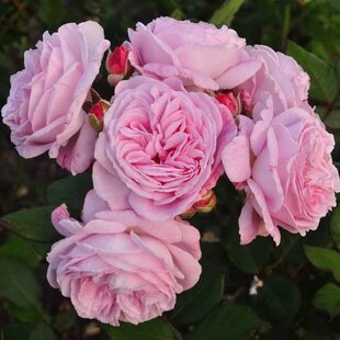 Ruža záhonová Rosengrafin Marie Henriette, v črepníku 6l Rosa Rosengrafin Marie Henriette