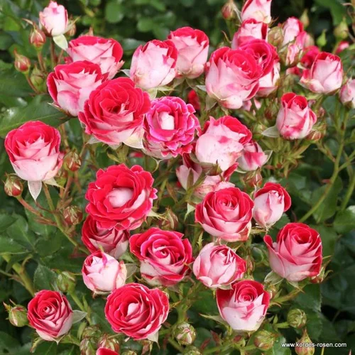 Ruža záhonová Schone Koblenzerin, v črepníku 4l Rosa Schone Koblenzerin