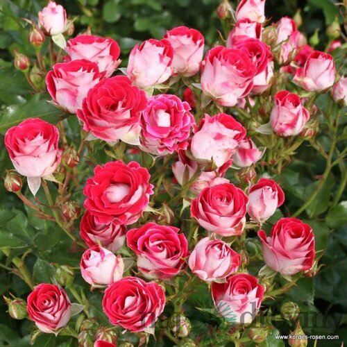 Ruža záhonová Schone Koblenzerin, v črepníku 4l Rosa Schone Koblenzerin