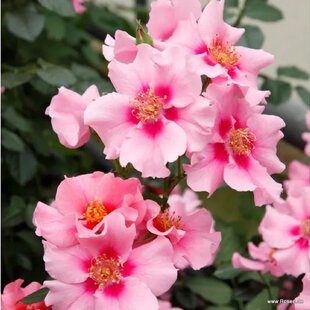 Ruža záhonová SEE YOU In Purple, v črepníku 4l Rosa SEE YOU In Pink