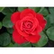 Ruža záhonová Sumatra Densiflora, v črepníku 6l Rosa Sumatra Densiflora
