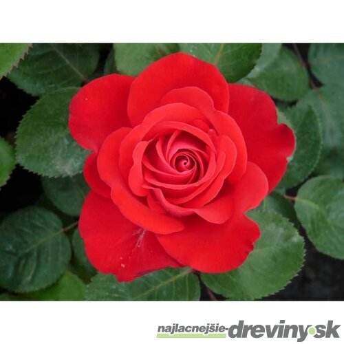 Ruža záhonová Sumatra Densiflora, v črepníku 6l Rosa Sumatra Densiflora