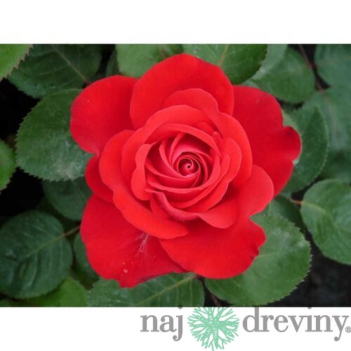 Ruža záhonová Sumatra Densiflora, v črepníku 6l Rosa Sumatra Densiflora