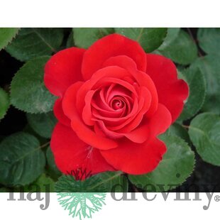Ruža záhonová Sumatra Densiflora, v črepníku 6l Rosa Sumatra Densiflora