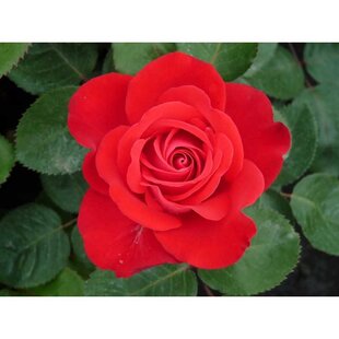 Ruža záhonová Sumatra Densiflora, v črepníku 6l Rosa Sumatra Densiflora