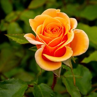 Ruža záhonová Sweet Honey, v črepníku 4l Rosa Sweet Honey