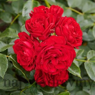 Ruža záhonová Till Eulenspiegel, v črepníku 4l Rosa Till Eulenspiegel