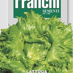 Šalát ľadový - REGINA DELLE CHIACCIOLE