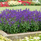 Šalvia hájna Blue Marvel, výška 10/15 cm, v črepníku Salvia nemorosa Blue Marvel
