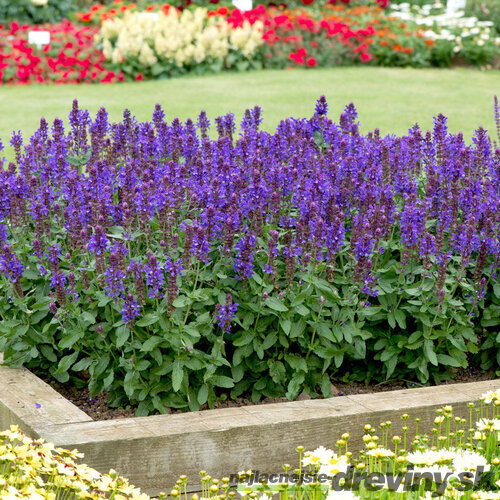 Šalvia hájna Blue Marvel, výška 10/15 cm, v črepníku Salvia nemorosa Blue Marvel