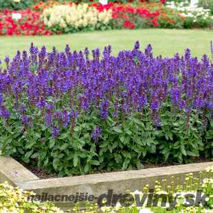 Šalvia hájna Blue Marvel, výška 10/15 cm, v črepníku Salvia nemorosa Blue Marvel