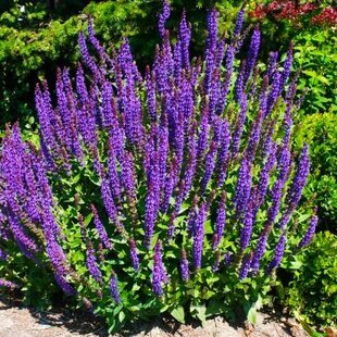 Šalvia hájna Caradona 10/15 cm, v čerpníku Salvia nemorosa