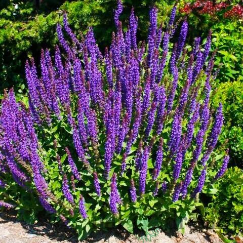 Šalvia hájna Caradona 10/15 cm, v čerpníku Salvia nemorosa
