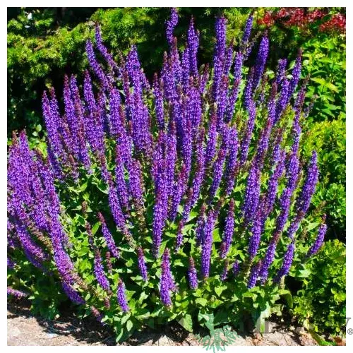 Šalvia hájna Caradona 10/15 cm, v čerpníku Salvia nemorosa