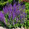 Šalvia hájna Caradona 10/15 cm, v čerpníku Salvia nemorosa