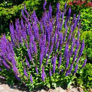 Šalvia hájna Caradona 10/15 cm, v čerpníku Salvia nemorosa