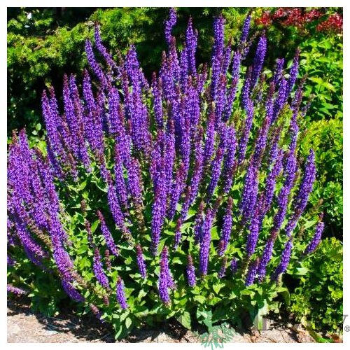 Šalvia hájna Caradona 10/15 cm, v čerpníku Salvia nemorosa