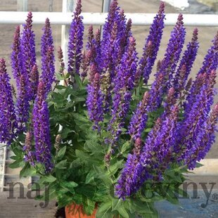 Šalvia hájna Rianne 20/30 cm, v čerpníku 2l Salvia nemorosa ‘Rianne‘ PBR