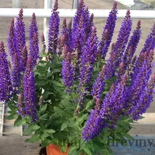 Šalvia hájna Rianne 20/30 cm, v čerpníku 2l Salvia nemorosa ‘Rianne‘ PBR