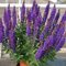 Šalvia hájna Rianne 20/30 cm, v čerpníku 2l Salvia nemorosa ‘Rianne‘ PBR