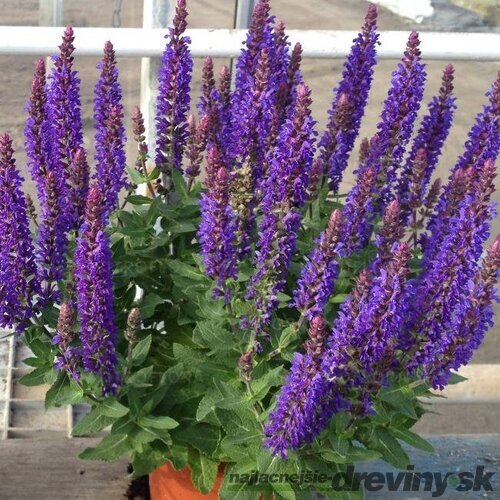 Šalvia hájna Rianne 20/30 cm, v čerpníku 2l Salvia nemorosa ‘Rianne‘ PBR