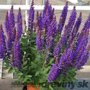 Šalvia hájna Rianne 20/30 cm, v čerpníku 2l Salvia nemorosa ‘Rianne‘ PBR