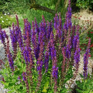 Šalvia hájna SENSATION COMPACT VIOLET ‘Flor Sal 20/30 cm v črepníku 2l Salvia nemorosa SENSATION COMPACT VIOLET ‘Flor Sal