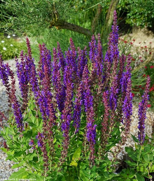 Šalvia hájna SENSATION COMPACT VIOLET ‘Flor Sal 20/30 cm v črepníku 2l Salvia nemorosa SENSATION COMPACT VIOLET ‘Flor Sal