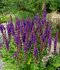 Šalvia hájna SENSATION COMPACT VIOLET ‘Flor Sal 20/30 cm v črepníku 2l Salvia nemorosa SENSATION COMPACT VIOLET ‘Flor Sal