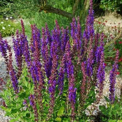 Šalvia hájna SENSATION COMPACT VIOLET ‘Flor Sal 20/30 cm v črepníku 2l Salvia nemorosa SENSATION COMPACT VIOLET ‘Flor Sal